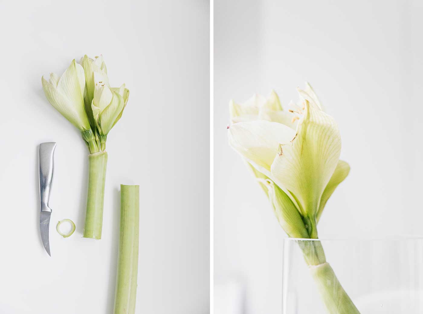 So kann man Schnittblumen frisch halten, 10 Tipps zur Blumenpflege.