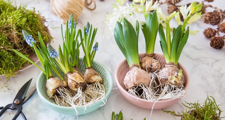 Frühlingserwachen – mit Blumenzwiebeln dekorieren bei dir by Schön DEPOT –