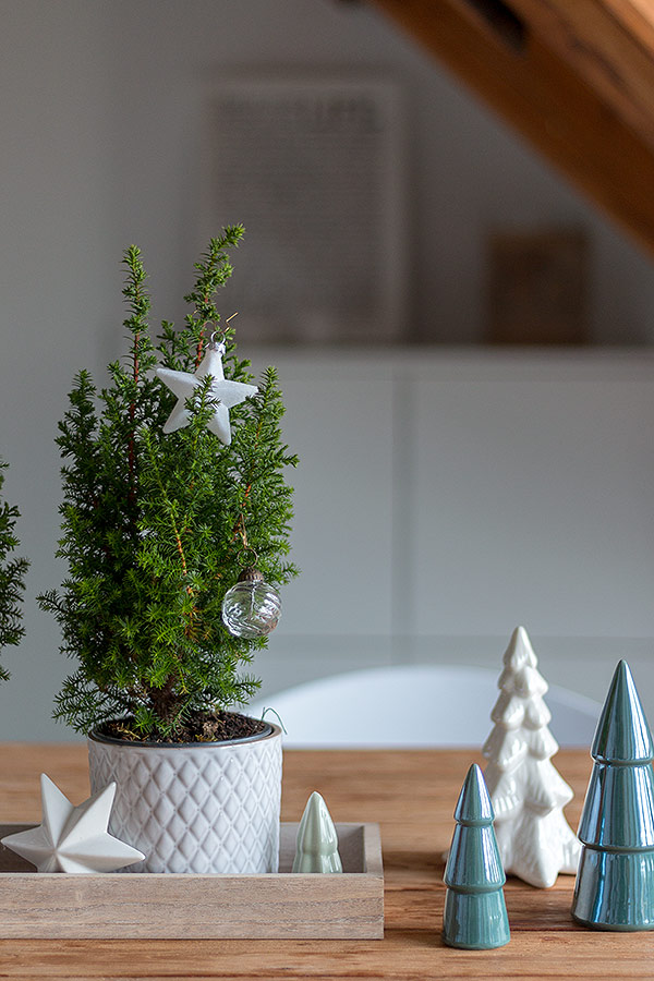 weihnachtliches Dekotablett mit echten kleinen Tannenbäumen